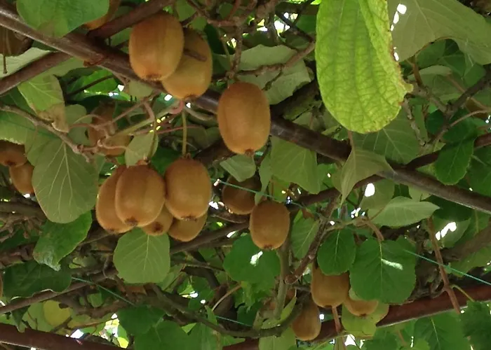 Casa Isabella Пула